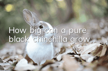 How big can a pure black chinchilla grow?