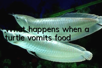 What happens when a turtle vomits food?