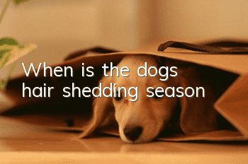 When is the dog’s hair shedding season?