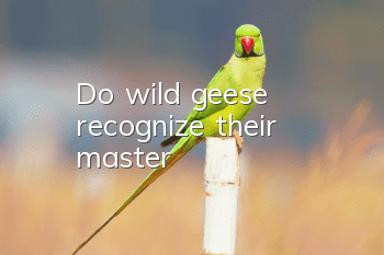 Do wild geese recognize their master?