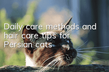 Daily care methods and hair care tips for Persian cats