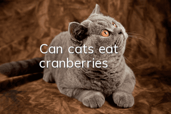 Can cats eat cranberries?