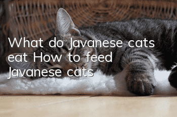 What do Javanese cats eat? How to feed Javanese cats