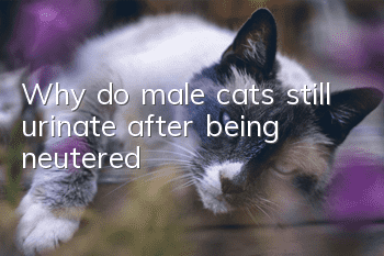 Why do male cats still urinate after being neutered?