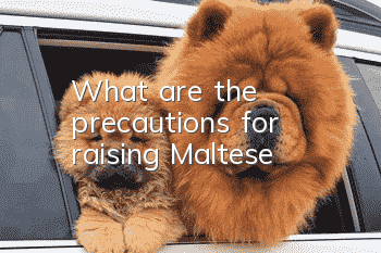 What are the precautions for raising Maltese?