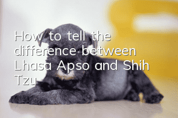 How to tell the difference between Lhasa Apso and Shih Tzu?