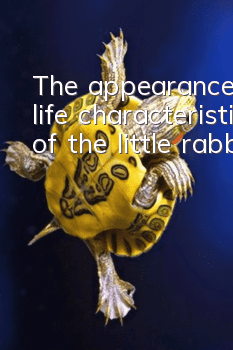 The appearance and life characteristics of the little rabbit