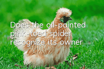 Does the oil-painted pink-toed spider recognize its owner?