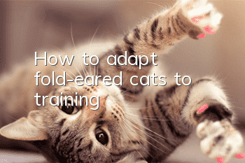 How to adapt fold-eared cats to training