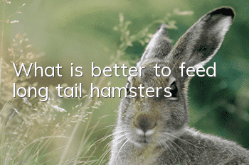 What is better to feed long tail hamsters?