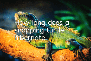 How long does a snapping turtle hibernate?