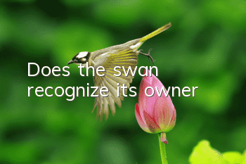 Does the swan recognize its owner?