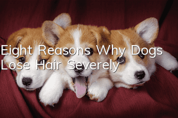 Eight Reasons Why Dogs Lose Hair Severely