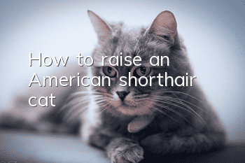 How to raise an American shorthair cat?