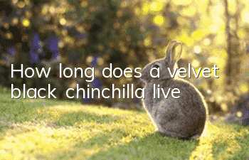 How long does a velvet black chinchilla live?