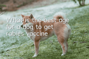 What is the best age for a dog to get rabies vaccine?