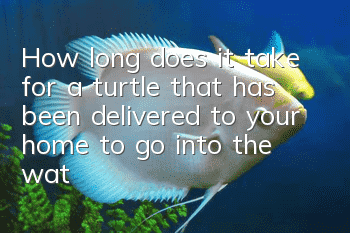 How long does it take for a turtle that has been delivered to your home to go into the water?