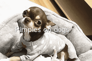 Pimples on dogs