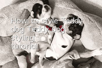 How to style Teddy dog? Teddy dog ​​styling tutorial!