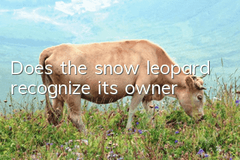 Does the snow leopard recognize its owner?