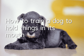 How to train a dog to hold things in its mouth