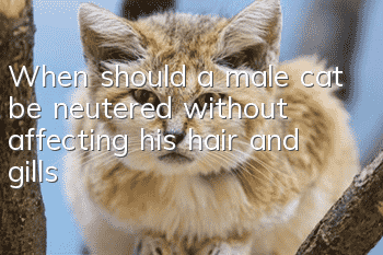 When should a male cat be neutered without affecting his hair and gills?