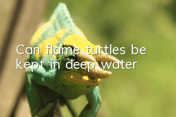 Can flame turtles be kept in deep water?