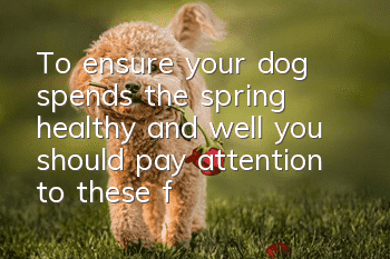 To ensure your dog spends the spring healthy and well, you should pay attention to these four points