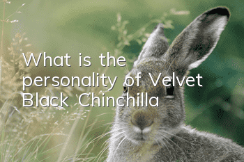 What is the personality of Velvet Black Chinchilla?