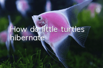 How do little turtles hibernate?