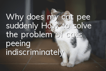 Why does my cat pee suddenly? How to solve the problem of cats peeing indiscriminately?