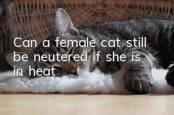 Can a female cat still be neutered if she is in heat?