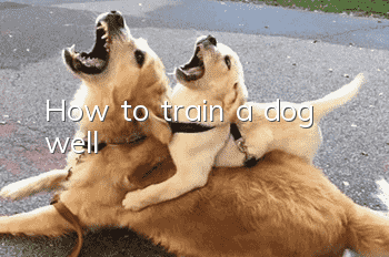 How to train a dog well?