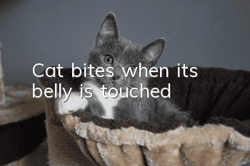 Cat bites when its belly is touched