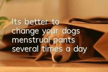 It’s better to change your dog’s menstrual pants several times a day