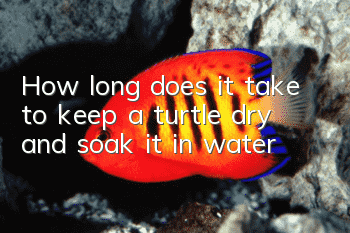 How long does it take to keep a turtle dry and soak it in water?