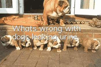 What's wrong with dogs leaking urine?