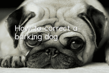 How to correct a barking dog