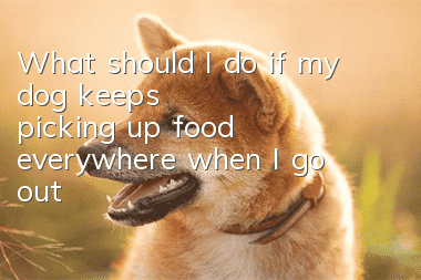 What should I do if my dog ​​keeps picking up food everywhere when I go out?