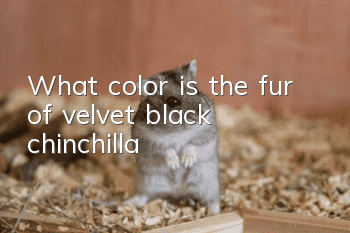 What color is the fur of velvet black chinchilla?