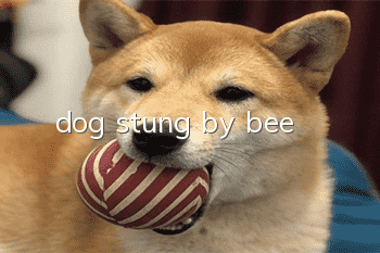 dog stung by bee