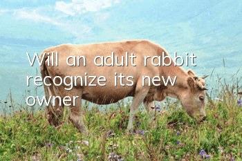 Will an adult rabbit recognize its new owner?