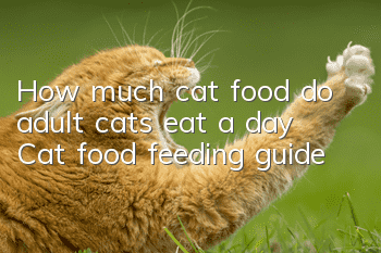 How much cat food do adult cats eat a day? Cat food feeding guide