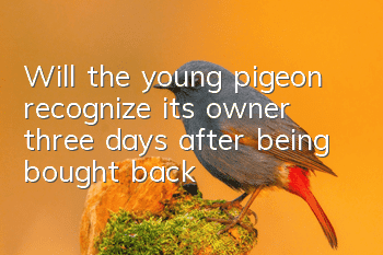 Will the young pigeon recognize its owner three days after being bought back?