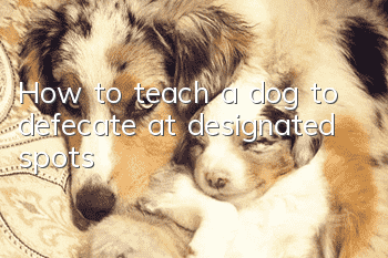 How to teach a dog to defecate at designated spots?