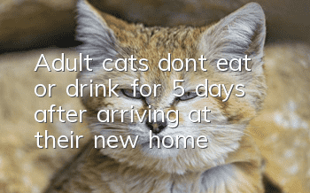 Adult cats don’t eat or drink for 5 days after arriving at their new home