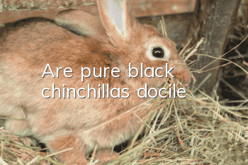 Are pure black chinchillas docile?