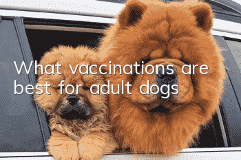 What vaccinations are best for adult dogs?