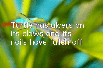 Turtle has ulcers on its claws and its nails have fallen off