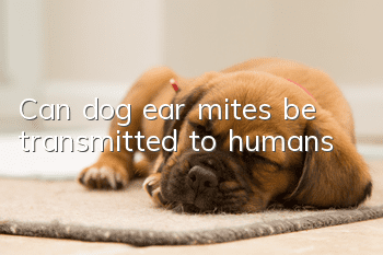 Can dog ear mites be transmitted to humans?